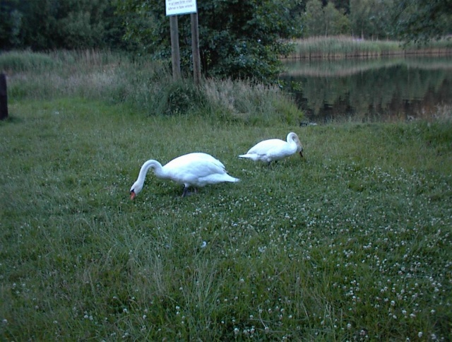 Probe zur Sommersonnenwende 2000 - Bild 000601_025.jpg