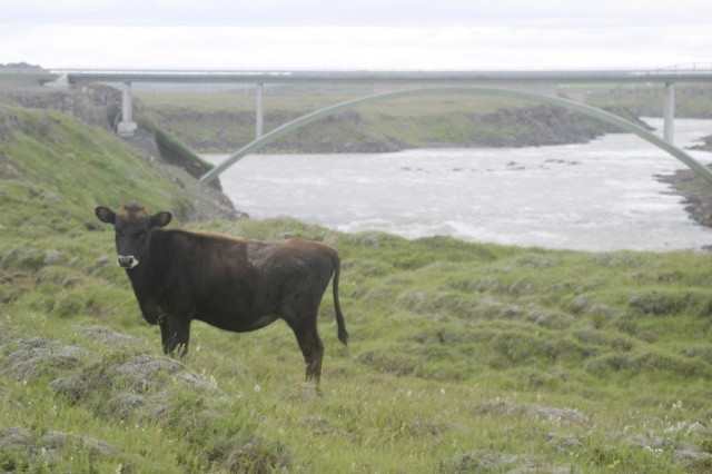 Sommerfahrt Island 2005 1/2 - Bild Island_050805_040.jpg