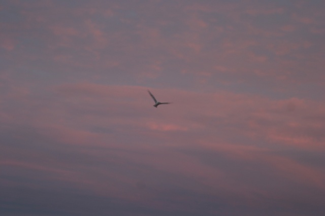 Sommerfahrt Island 2005 2/2 - Bild Island_050811_067.jpg