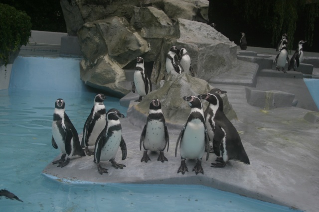 Die Gaue Rheinland im Zoo - Bild IB_050911_027.jpg