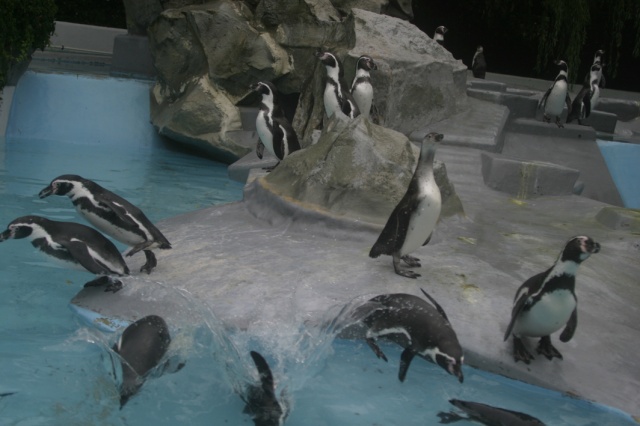 Die Gaue Rheinland im Zoo - Bild IB_050911_028.jpg