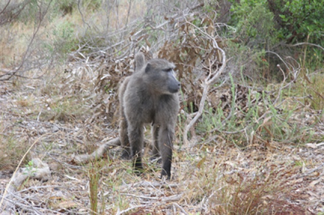 S�d Afrika - Bild IB_060226_011.jpg
