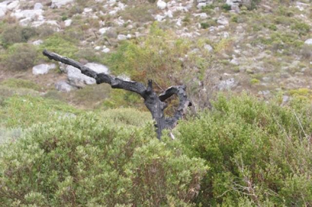 S�d Afrika - Bild IB_060226_018.jpg