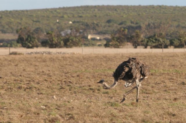 S�d Afrika - Bild IB_060226_031.jpg