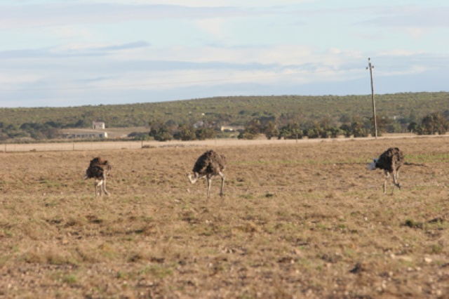 S�d Afrika - Bild IB_060226_032.jpg