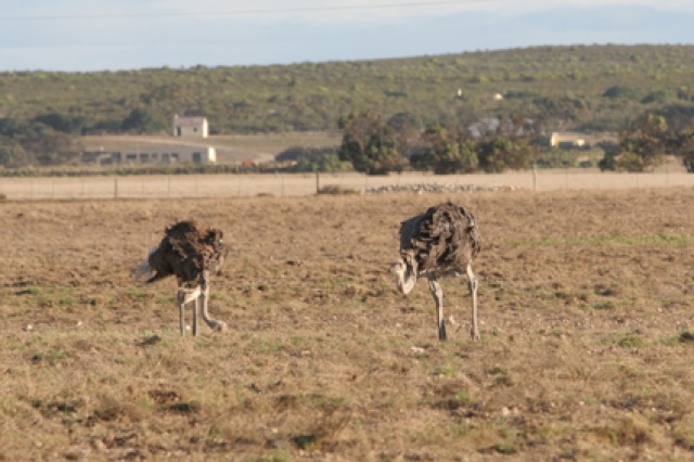 S�d Afrika - Bild IB_060226_033.jpg