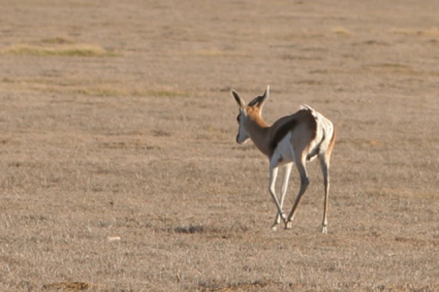S�d Afrika - Bild IB_060226_037.jpg