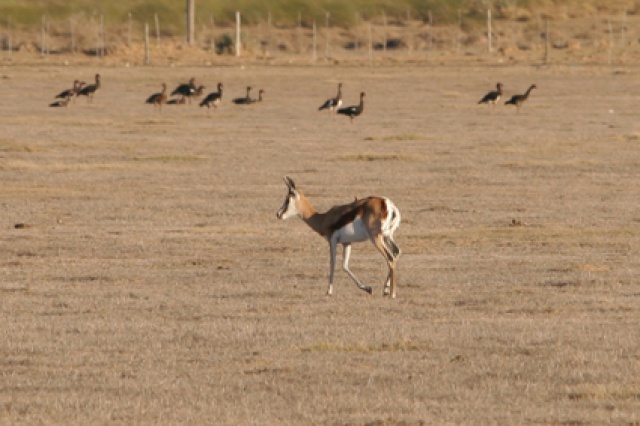 S�d Afrika - Bild IB_060226_038.jpg