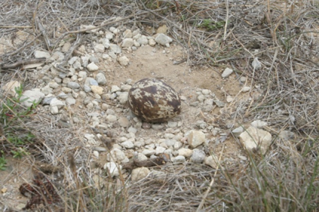 S�d Afrika - Bild IB_060226_074.jpg
