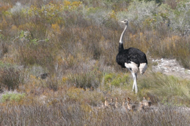 S�d Afrika - Bild IB_060226_076.jpg