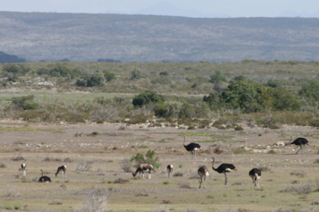 S�d Afrika - Bild IB_060226_077.jpg