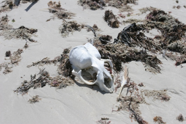 S�d Afrika - Bild IB_060226_091.jpg