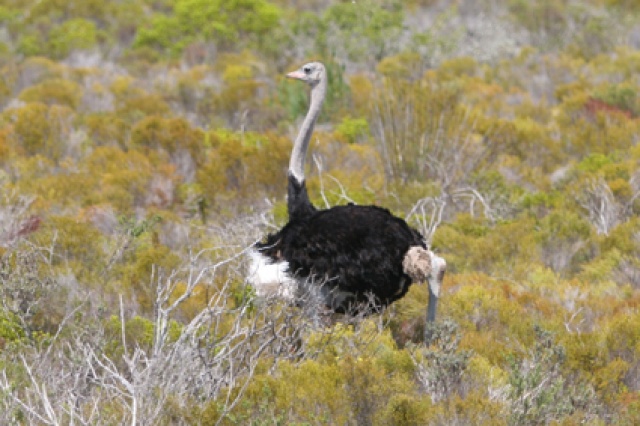 S�d Afrika - Bild IB_060226_095.jpg