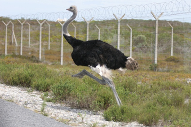 S�d Afrika - Bild IB_060226_098.jpg
