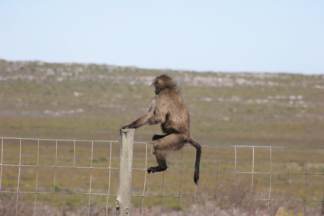 S�d Afrika - Bild IB_060226_194.jpg