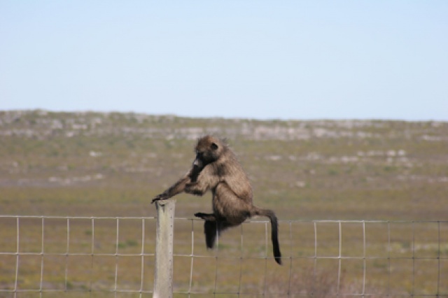 Sd Afrika - Bild IB_060226_195.jpg