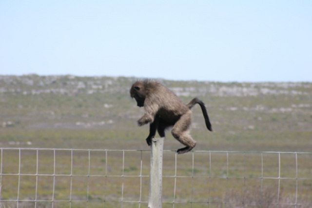 Sd Afrika - Bild IB_060226_196.jpg