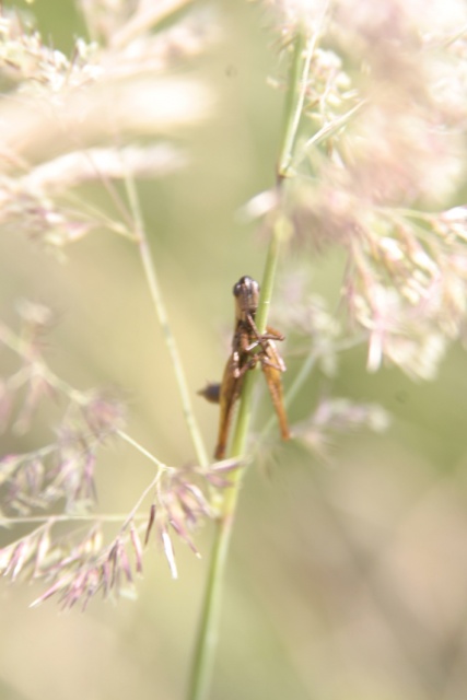 Sommerfahrt Ungarn 2006 1/2 - Bild ungarn275.jpg