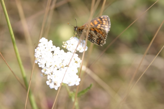 Sommerfahrt Ungarn 2006 1/2 - Bild ungarn281.jpg