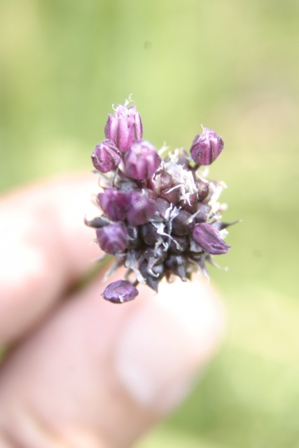 Sommerfahrt Ungarn 2006 1/2 - Bild ungarn301.jpg