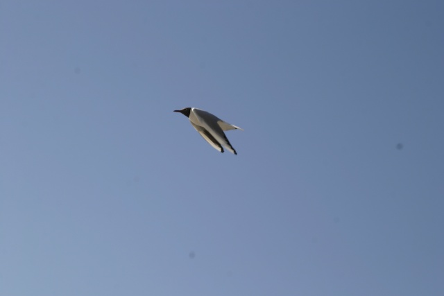 Camping in Polen - Bild IB_070616_044.jpg