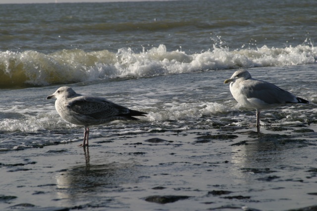 Camping in Callantsoog (NL) - Bild 071022_calla_063.jpg