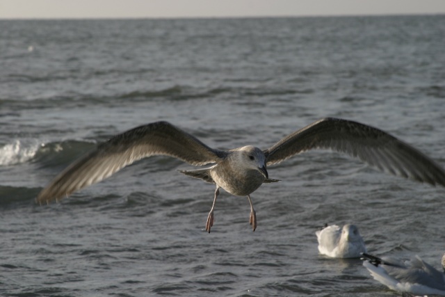 Camping in Callantsoog (NL) - Bild 071023_calla_114.jpg