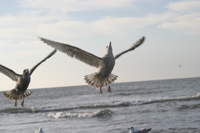 Camping in Callantsoog (NL) - Bild 071023_calla_133.jpg