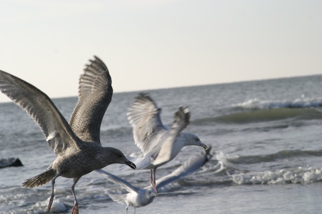 Camping in Callantsoog (NL) - Bild 071023_calla_145.jpg