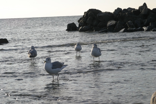 Camping in Callantsoog (NL) - Bild 071023_calla_157.jpg