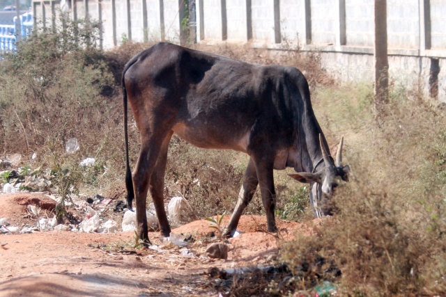 Bangalore/Indien - Februar 2009 - Bild IB_090210_069.jpg