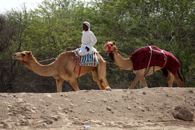 Vereinigte Arabische Emirate im April 2009 - Bild IB_090405_006.jpg