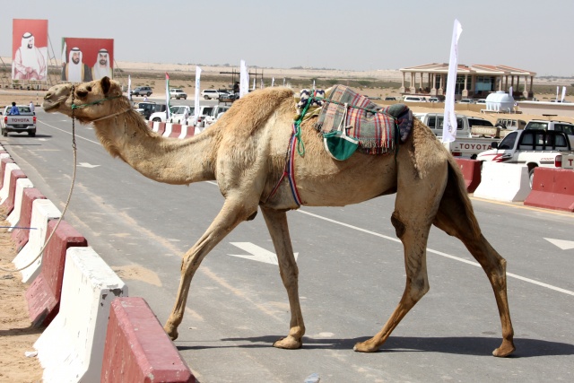 Vereinigte Arabische Emirate im April 2009 - Bild IB_090405_011.jpg