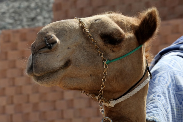 Vereinigte Arabische Emirate im April 2009 - Bild IB_090405_015.jpg
