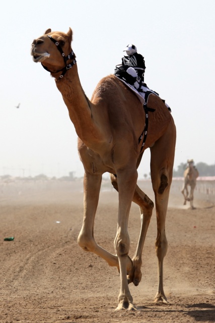 Vereinigte Arabische Emirate im April 2009 - Bild IB_090405_021.jpg