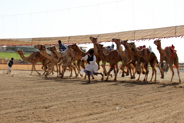 Vereinigte Arabische Emirate im April 2009 - Bild IB_090405_045.jpg