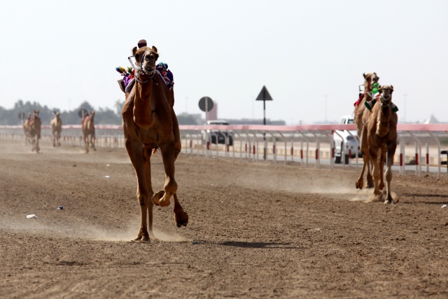Vereinigte Arabische Emirate im April 2009 - Bild IB_090405_052.jpg