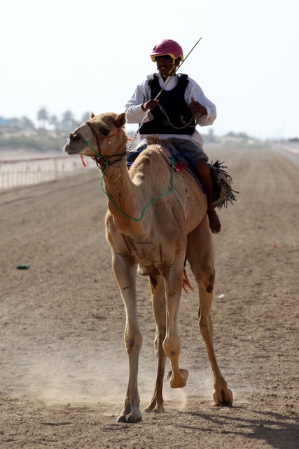 Vereinigte Arabische Emirate im April 2009 - Bild IB_090405_058.jpg