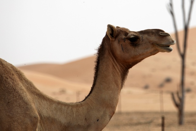 Vereinigte Arabische Emirate im April 2009 - Bild IB_090410_025.jpg