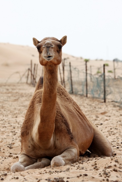 Vereinigte Arabische Emirate im April 2009 - Bild IB_090410_030.jpg