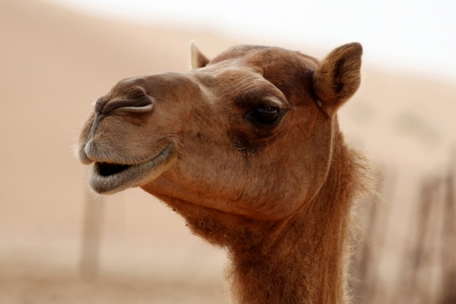Vereinigte Arabische Emirate im April 2009 - Bild IB_090410_032.jpg