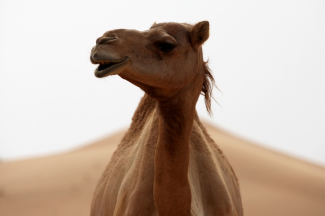 Vereinigte Arabische Emirate im April 2009 - Bild IB_090410_046.jpg