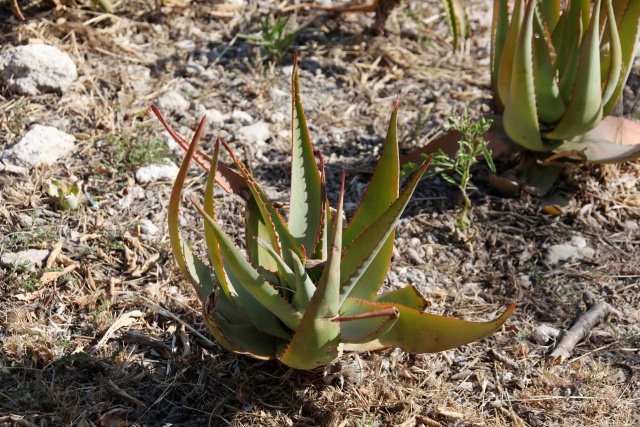 Cagliari/Sardinien/Italien - Juni 2009 - Bild IB_090623_030.jpg