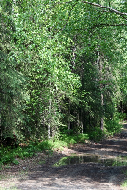 Alaska Juni 2012 - Bild IB_120610_032.jpg