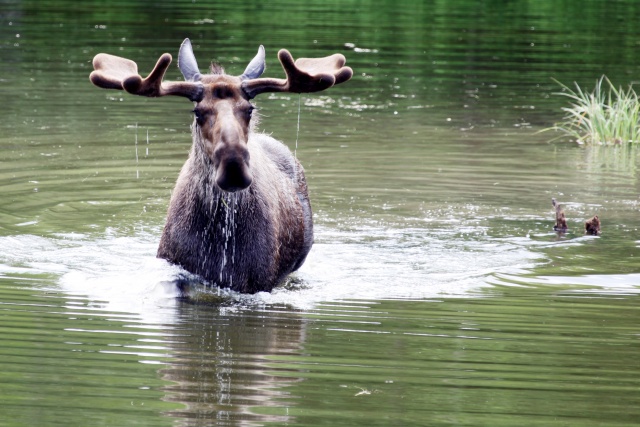 Alaska Juni 2012 - Bild IB_120611_044.jpg