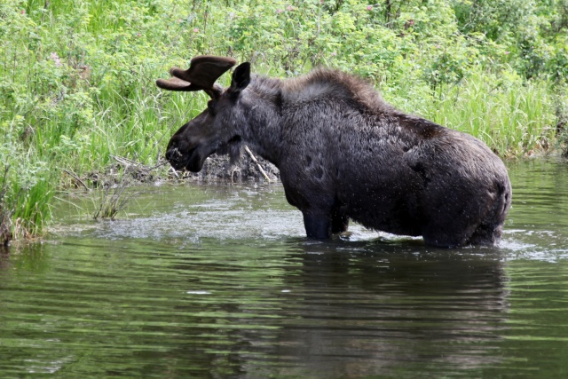 Alaska Juni 2012 - Bild IB_120611_049.jpg