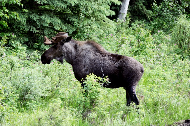 Alaska Juni 2012 - Bild IB_120611_050.jpg