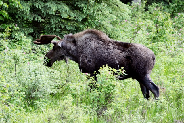 Alaska Juni 2012 - Bild IB_120611_051.jpg