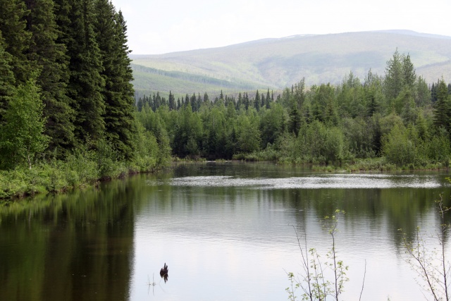 Alaska Juni 2012 - Bild IB_120611_055.jpg