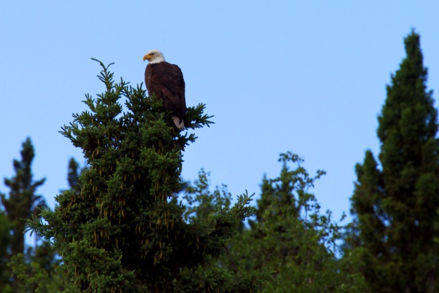 Alaska Juni 2012 - Bild IB_120615_025.jpg